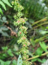 Attēlu rezultāti vaicājumam “Rumex obtusifolius flower”