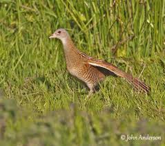 Image result for Crex crex