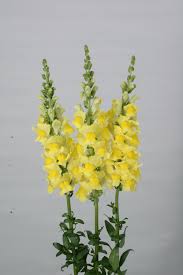 Attēlu rezultāti vaicājumam “Antirrhinum majus”