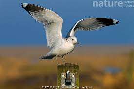 Attēlu rezultāti vaicājumam “Larus canus”