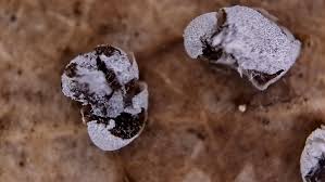 Attēlu rezultāti vaicājumam “Badhamiopsis ainoae macro”