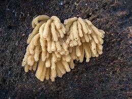 Attēlu rezultāti vaicājumam “Physarum psittacinum”