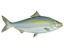 Image result for Alosa sapidissima