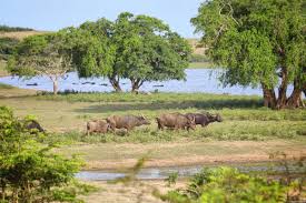 Image result for Яла заповедник