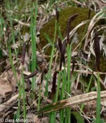Attēlu rezultāti vaicājumam “Carex pilosa leaf”