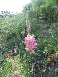 Image result for Onobrychis viciifolia