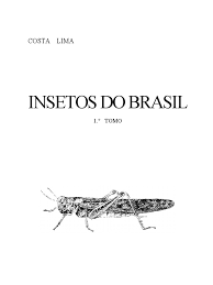 Attēlu rezultāti vaicājumam “Tettigoniodea exuvia”