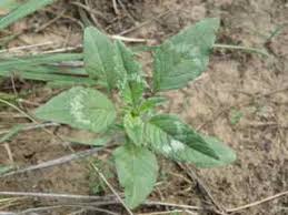 Attēlu rezultāti vaicājumam “Amaranthus retroflexus leaf”