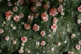 Attēlu rezultāti vaicājumam “Trapelia coarctata”