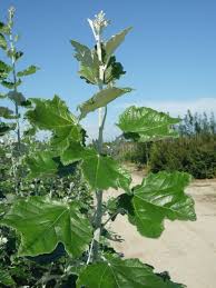 Attēlu rezultāti vaicājumam “Populus alba Nivea”