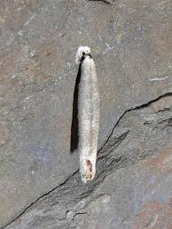 Attēlu rezultāti vaicājumam “Taleporia tubulosa”