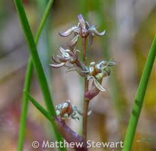 Attēlu rezultāti vaicājumam “Scheuchzeria palustris fruit”