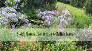 Image result for Bristol Swifts