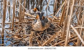 Attēlu rezultāti vaicājumam “Podiceps cristatus nest”