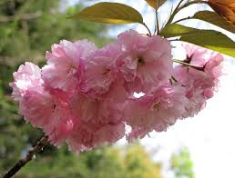 Attēlu rezultāti vaicājumam “Cerasus flower”