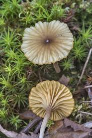 Attēlu rezultāti vaicājumam “Lichenomphalia umbellifera”