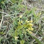 Attēlu rezultāti vaicājumam “Draba nemorosa”