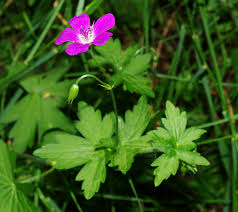 Attēlu rezultāti vaicājumam “Geranium palustre flower”