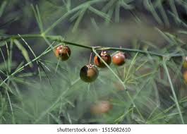 Attēlu rezultāti vaicājumam “Asparagus officinalis fruit”