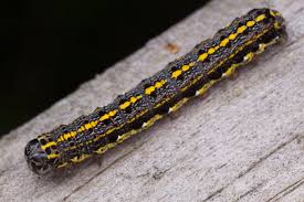 Attēlu rezultāti vaicājumam “Orthosia miniosa larva”