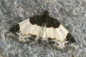 Attēlu rezultāti vaicājumam “Mesoleuca albicillata”