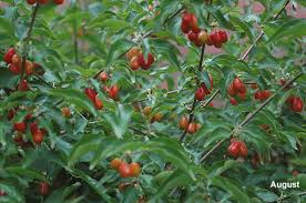 Attēlu rezultāti vaicājumam “Cornus mas fruit”
