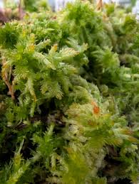 Attēlu rezultāti vaicājumam “Sphagnum squarrosum”