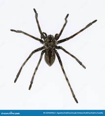 Attēlu rezultāti vaicājumam “Sparassidae”