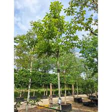 Image result for mars trees