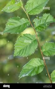 Attēlu rezultāti vaicājumam “Ulmus minor”