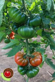 Afbeeldingsresultaat voor marmande jaune tomato