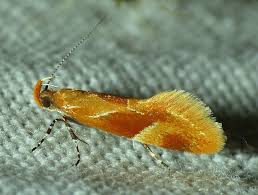 Attēlu rezultāti vaicājumam “Epicallima formosella”