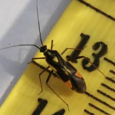 Attēlu rezultāti vaicājumam “Grypocoris sexguttatus”