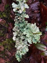 Attēlu rezultāti vaicājumam “Cetrelia sp.”