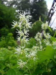 Attēlu rezultāti vaicājumam “Echinocystis lobata flower”