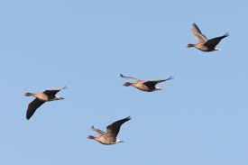 Image result for Anser brachyrhynchus