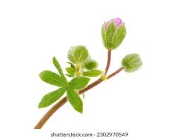 Attēlu rezultāti vaicājumam “Geranium pusillum leaf”