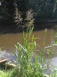 Attēlu rezultāti vaicājumam “Glyceria maxima fruit”