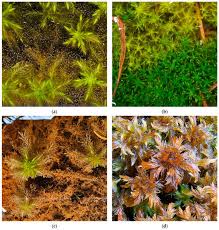 Attēlu rezultāti vaicājumam “Sphagnum inundatum”