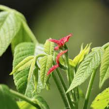 Attēlu rezultāti vaicājumam “Juglans cinerea leaf”