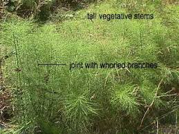 Attēlu rezultāti vaicājumam “Equisetum telmateia”