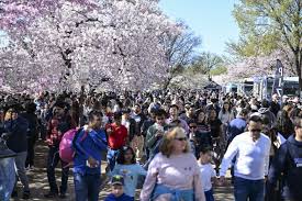 Image result for "cherry blossom" washington