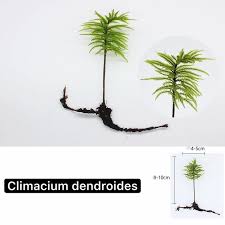 Attēlu rezultāti vaicājumam “Climacium dendroides sporophyte”
