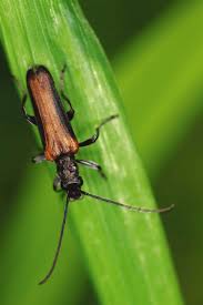 Attēlu rezultāti vaicājumam “Anogcodes melanurus”