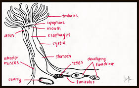 Attēlu rezultāti vaicājumam “Bryozoa”