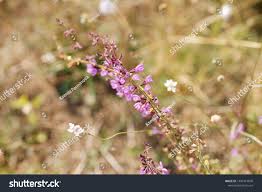 Attēlu rezultāti vaicājumam “Odontites vulgaris leaf”