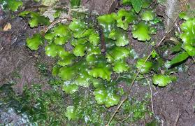 Attēlu rezultāti vaicājumam “Marchantiopsida”