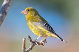 Attēlu rezultāti vaicājumam “Chloris chloris”