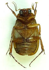 Attēlu rezultāti vaicājumam “Serica brunnea”