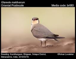 Image result for Glareola maldivarum